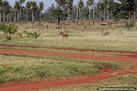Field covered with anthills and palm trees, Route 5, north-east of Yby Yau.