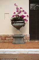 Burgundy bougainvillea growing in a large pot on the street in Concepcion.
