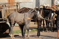 Cavalos e carroas para alugar na rea do mercado em Concepcion. Paraguai, Amrica do Sul.