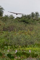 Bird flies into the Pantanal forest in Puerto Carmelo Peralta.