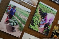 Watermelons and other crops harvested in the Chaco, photos displayed at the museum in Filadelfia. Paraguay, South America.