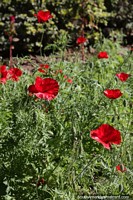Red poppies in the gardens at the park in Filadelfia.