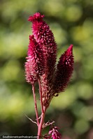 Celosia cristata, burgundy pink colored flower in the park in Filadelfia. Paraguay, South America.