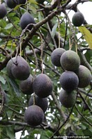 Fruit hanging in bunches in the countryside on Route 2.