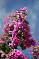 Bougainvillea, pink variety in the countryside.