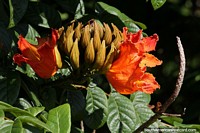 Spathodea campanulata or African tulip tree, grows 7-25 feet tall.