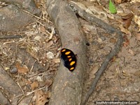 Mariposa negra y naranja en Parque Nacional Ybycui. Paraguay, Sudamerica.