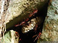 Hornets nest at Ybycui National Park. Paraguay, South America.