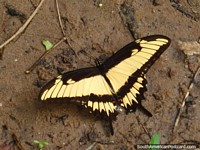 Mariposa amarilla en Parque Nacional Ybycui. Paraguay, Sudamerica.