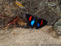 Versão maior do Um vespão perto de uma bela borboleta em parque nacional Ybycui.