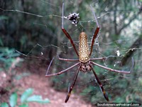 Uma aranha e web em parque nacional Ybycui. Paraguai, América do Sul.