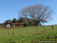 A huge tree and a farmhouse on land between Trinidad and Jesus, Encarnacion. Paraguay, South America.