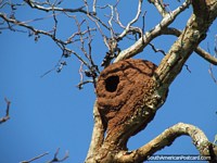 Um ninho de pássaros redondo de lama de barro em uma árvore em Jesus. Paraguai, América do Sul.