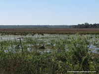 2 Jabiru storks and an alligator in a swamp between Coronel Bogado and General Delgado. Paraguay, South America.