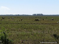 Horses and cattle graze in a field between Coronel Bogado and General Delgado. Paraguay, South America.