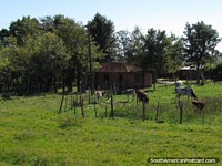 A small country house and farm with cattle between General Delgado and Santa Rosa. Paraguay, South America.