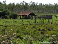 Cattle shed and fences on a farm between General Delgado and Santa Rosa. Paraguay, South America.