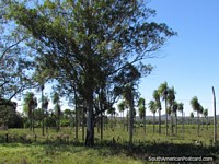 Palm trees on a farm property as we come nearer to Santa Rosa. Paraguay, South America.