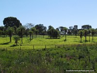 Bela terra de cultivo e propriedades com palmeiras entre Santa Rosa e San Ignacio. Paraguai, América do Sul.