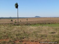Llanuras arrolladoras, palma, montañas distantes, entre Caapucu y Quiindy. Paraguay, Sudamerica.
