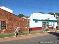 El burro come la hierba en el borde del camino en Paraguari. Paraguay, Sudamerica.