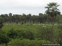 100 de Jabiru Cigüeñas en un campo en el Gran Chaco. Paraguay, Sudamerica.
