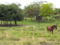 Versão maior do Um cavalo marrom em uma fazenda em Gran Chaco.