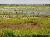 Versión más grande de Campos cubiertos de hierba mojados por una granja en Gran Chaco.