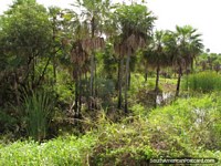 Paraguay Photo - View of trees, reeds and wetland in the Gran Chaco.