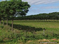 Filas directas de árboles y campos en Gran Chaco, al sur de Filadelfia. Paraguay, Sudamerica.