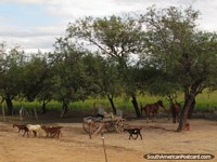 Um par de cavalos, cabras e uma carreta em uma propriedade em Gran Chaco. Paraguai, América do Sul.