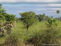 Tierras verdes y árboles al lado de la Carretera de Transacción-Chaco. Paraguay, Sudamerica.