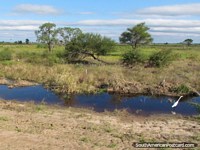 Verá muchas Cigüeñas blancas viajando a través de Gran Chaco. Paraguay, Sudamerica.