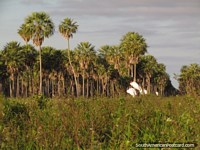 Cigüeñas de Jabiru y palmeras en Gran Chaco. Paraguay, Sudamerica.