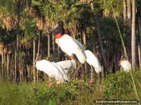 A massive Jabiru Stork with a group of younger ones near Mondelindo, Gran Chaco.