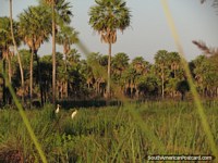 Entre los pantanos cubiertos de hierba que miran Cigüeñas de Jabiru, Gran Chaco. Paraguay, Sudamerica.