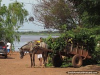 Um homem carrega o seu cavalo e carreta com reduções de árvore perto do rio em Concepcion. Paraguai, América do Sul.