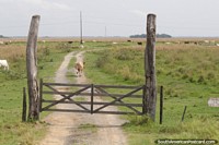 Versão maior do É uma vida de vacas na zona rural do Paraguai.