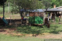 Um veïculo puxado a cavalo de madeira e cavalo do lado de fora de uma casa de païs entre Villarrica e Oviedo. Paraguai, América do Sul.