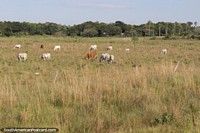 As vacas esfolam felizmente e têm muito espaço na zona rural paraguaia ao norte de Villarrica. Paraguai, América do Sul.