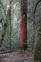 Eucalyptus robusta, red tree trunk in the forest at Ybycui National Park.