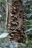 Versão maior do Fungo vivendo em um tronco de árvore na floresta do Parque Nacional Ybycui.
