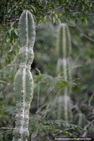 Cactus en los bosques del Parque Nacional Ybycui.