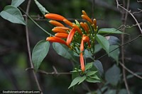 Pyrostegia venusta, vid de llama o vid de trompeta naranja, flor en el Parque Nacional Ybycui.