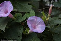 Gloria de la mañana japonesa, planta con flores de color púrpura en el Parque Nacional Ybycui.