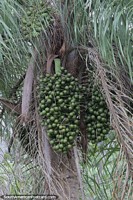 The Queen Palm with thousands of pods at Ybycui National Park.