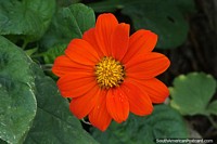 Mexican sunflower, orange and yellow flower at Ybycui National Park.