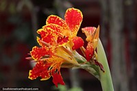 Tiro indio o arrurruz africano, flor nativa, Parque Nacional Ybycui.