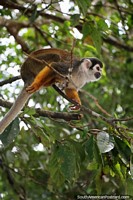 Squirrel Monkey of the Amazon in Iquitos.