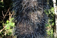 Tree trunk with extremely sharp spikes protruding from it in the Amazon, Iquitos.
